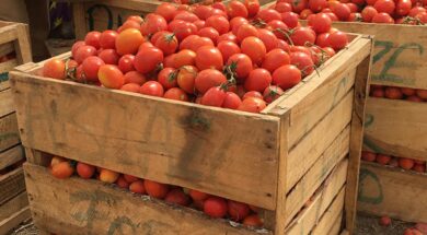 tomato-annual-report-header-image-for-blog-2017-03-22-14-35